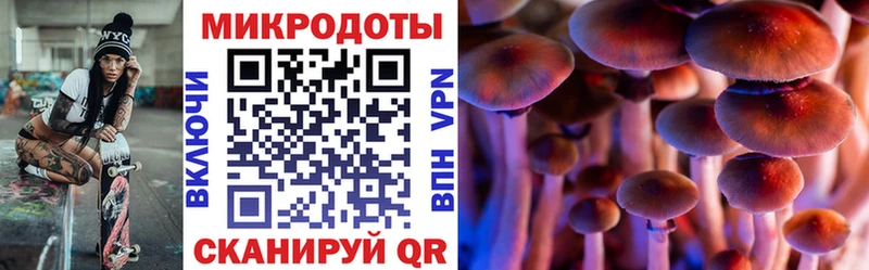 Псилоцибиновые грибы Psilocybe что такое Ртищево